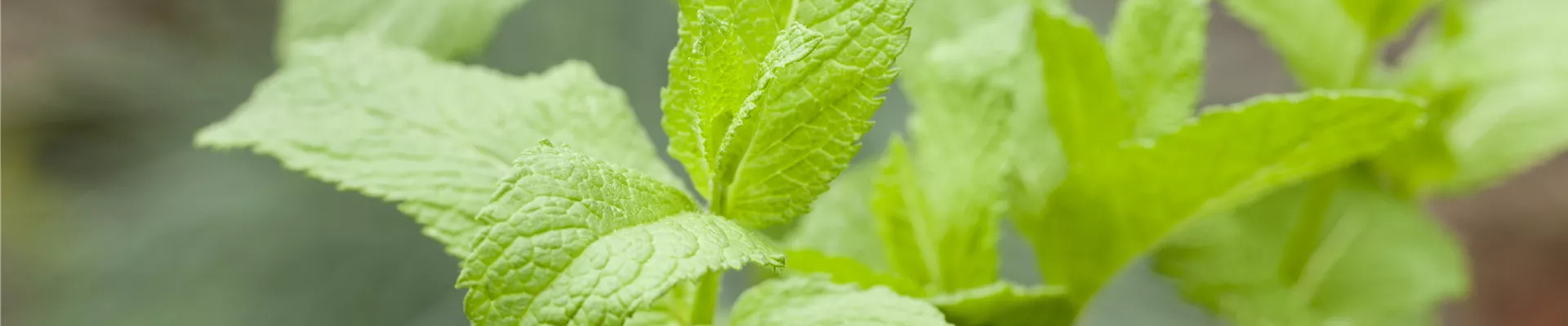 Mentha Mentha