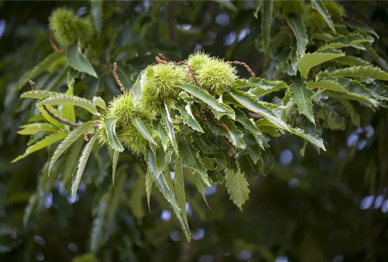 Castanea sativa