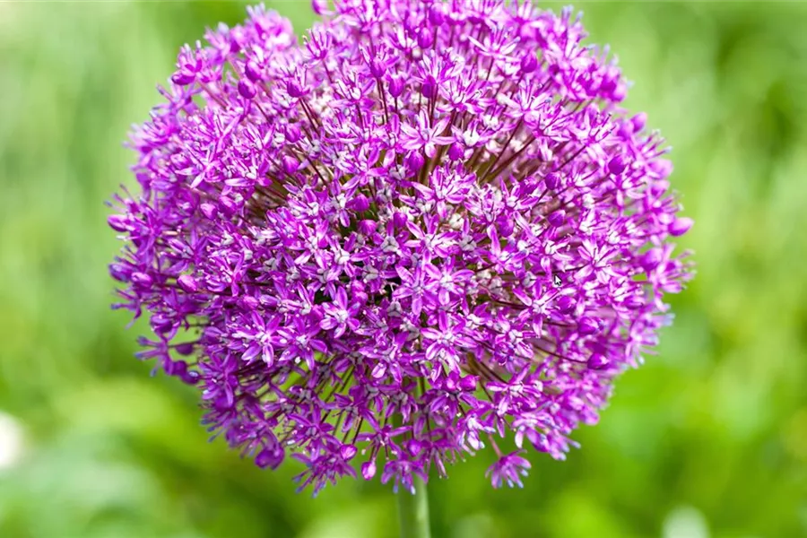 Zierlauch - Einpflanzen im Garten