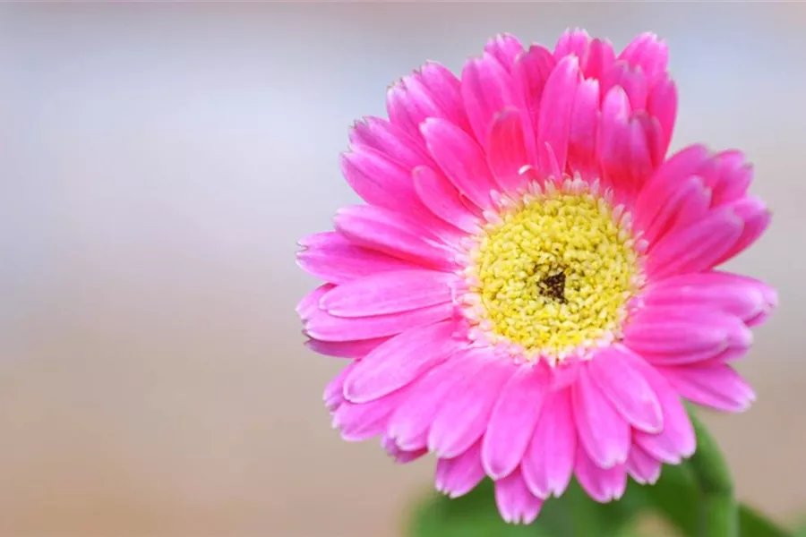 Gerbera - Einpflanzen im Garten