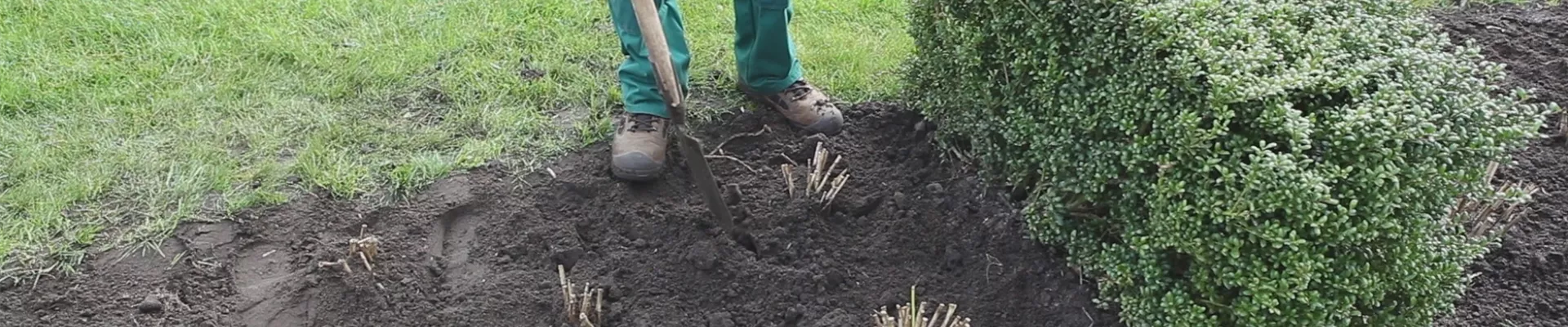 Dahlien - Einpflanzen im Garten (thumbnail)