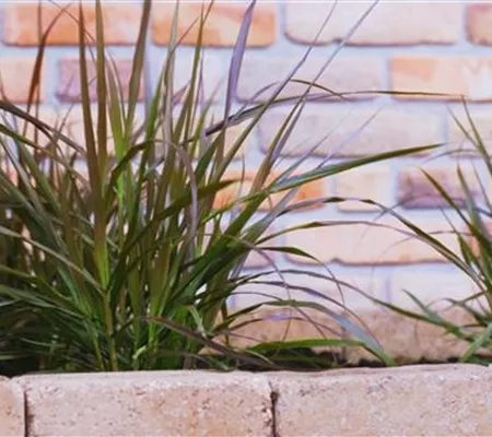 Afrikanisches Lampenputzergras - Einpflanzen im Garten