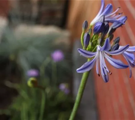 Afrikanische Schmucklilie - Einpflanzen im Garten