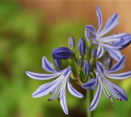 Afrikanische Schmucklilie - Einpflanzen in ein Gefäß