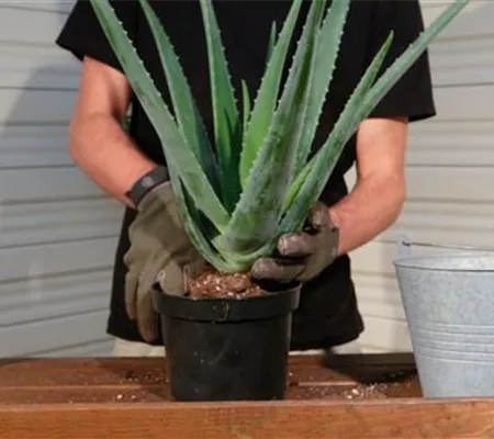 Aloe Vera - Umtopfen