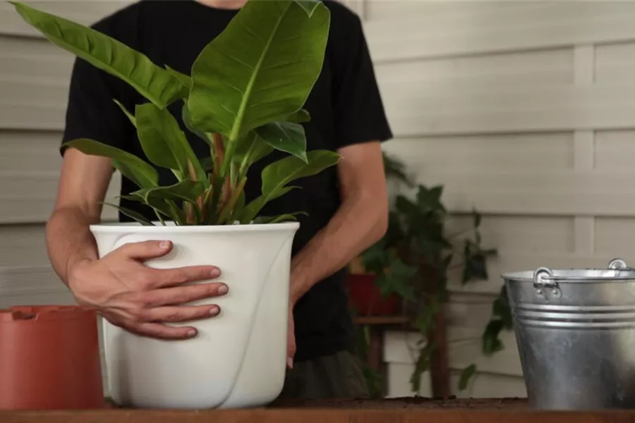 Philodendron - Einpflanzen in ein Gefäß