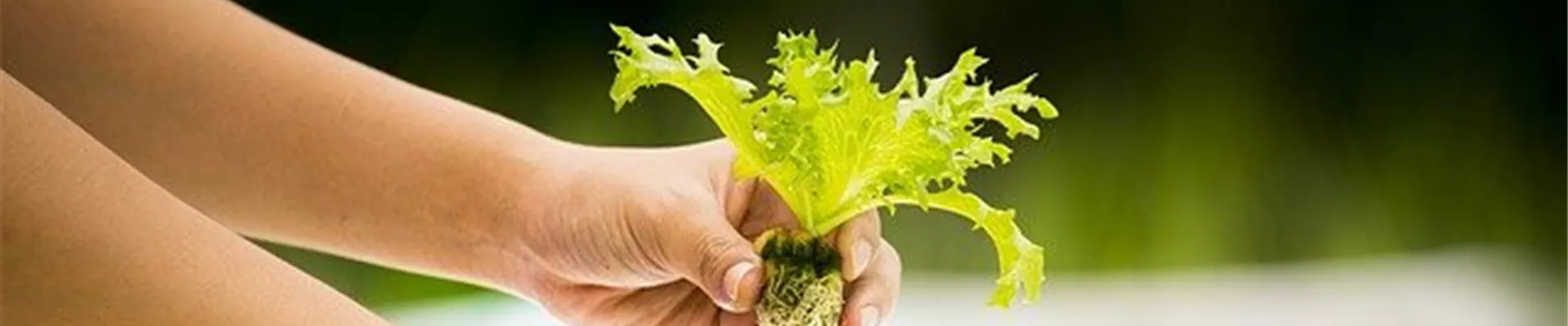 hydroponics-4684821_640