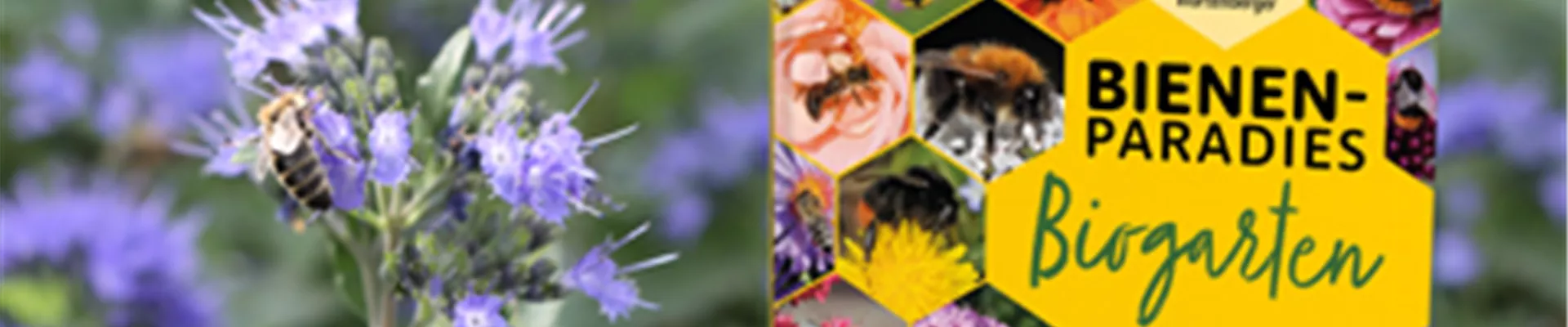 605496b4c71b54c86ee36fbe_News_Buch_Teas