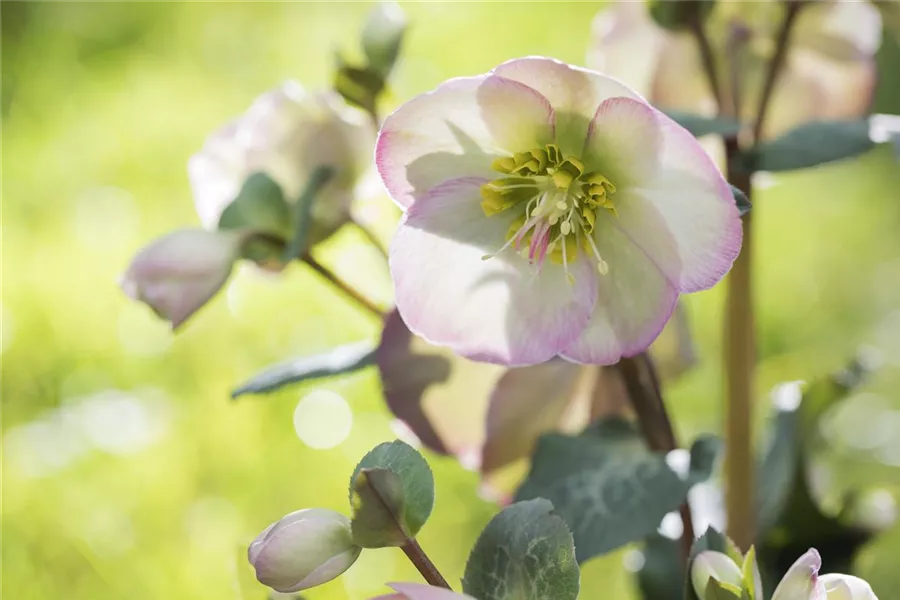 Fleur primeur - zarte Frühlingsgrüße aus dem Blumengarten
