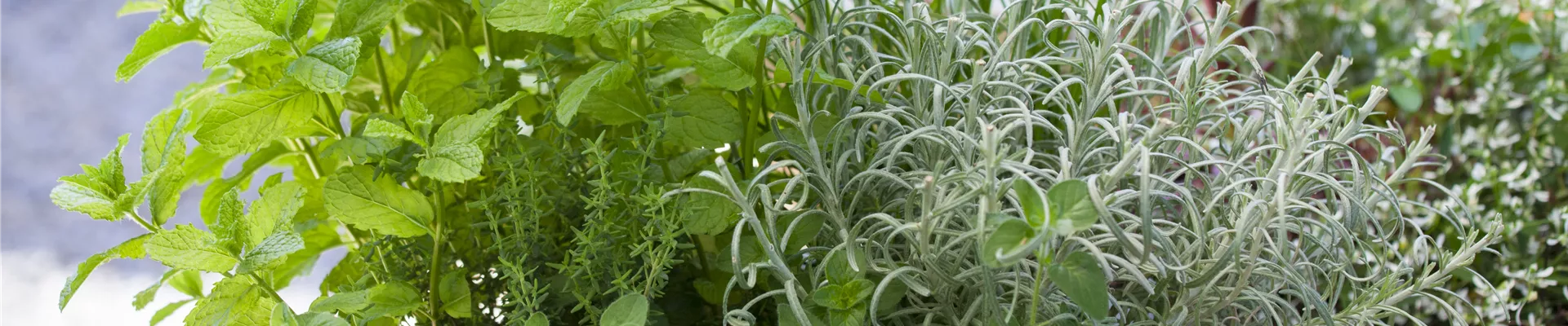 Mentha x piperita Mentha x piperita