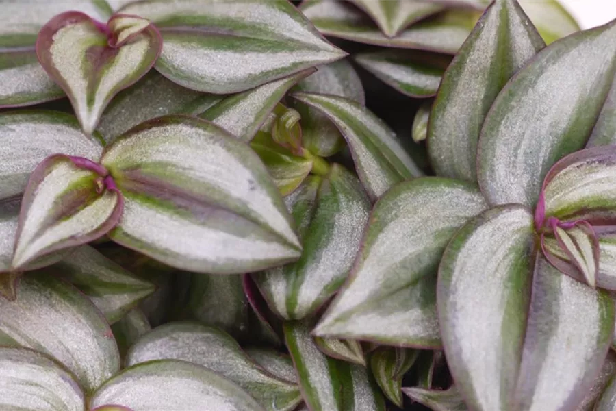 Silber-Dreimasterblume - Umtopfen