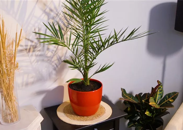 Kanarische Dattelpalme - Umtopfen