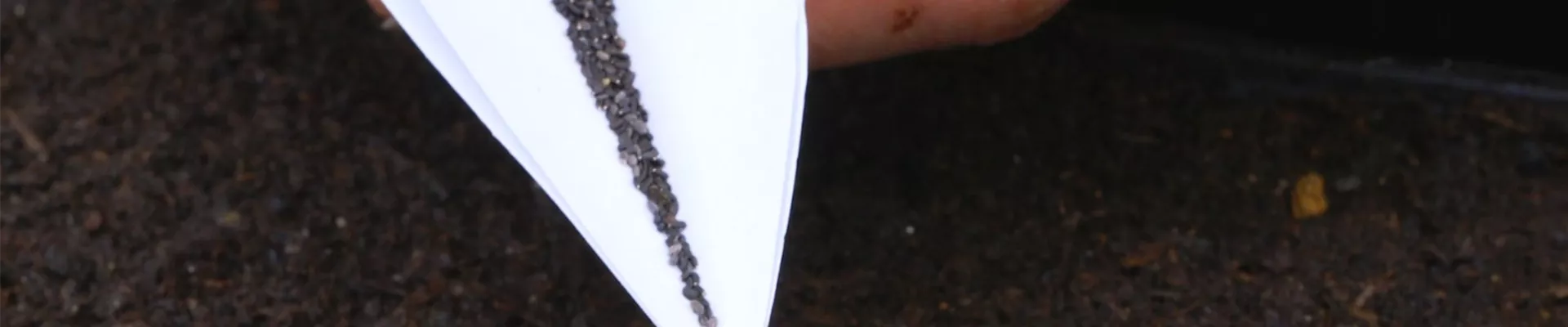 Zitronenmelisse - Aussaat (Thumbnail)