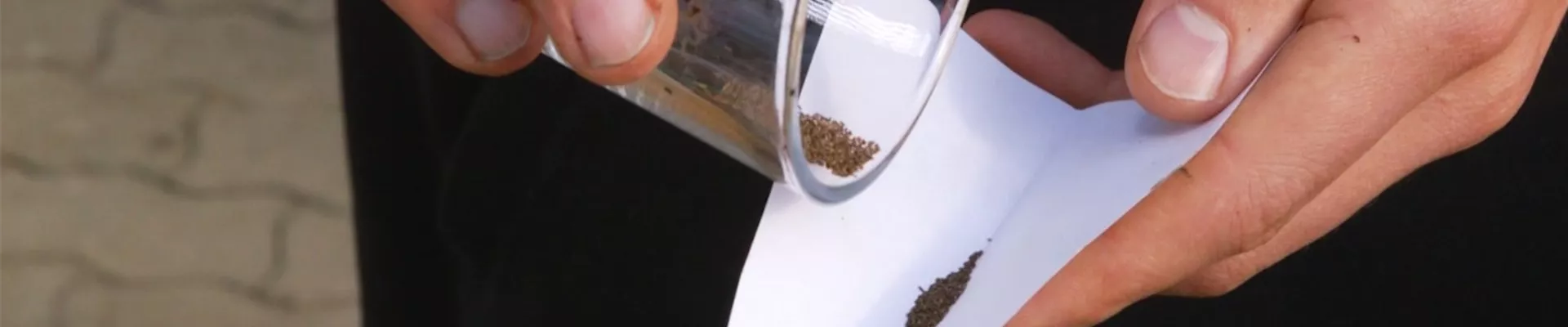 Estragon - Aussaat (Thumbnail)