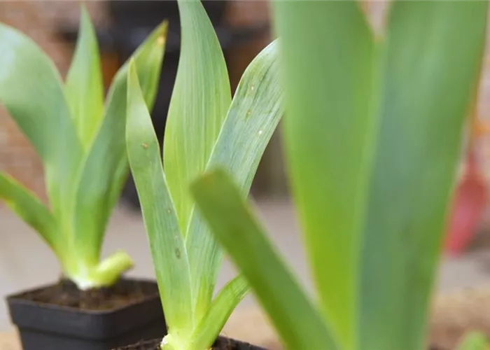 Schwertlilie - Einpflanzen im Garten