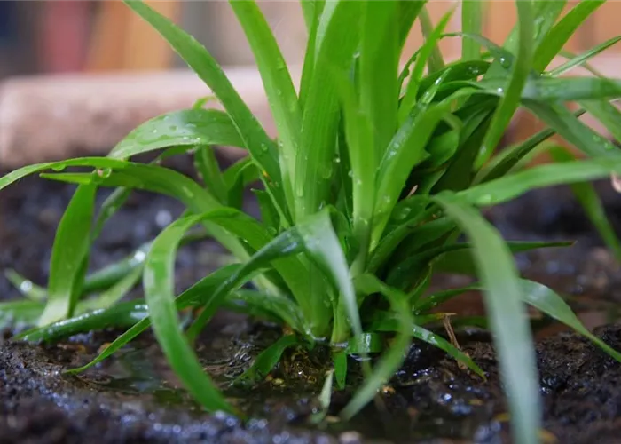 Waldmarbel - Einpflanzen im Garten