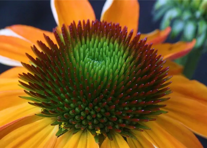 Purpursonnenhut - Einpflanzen im Garten