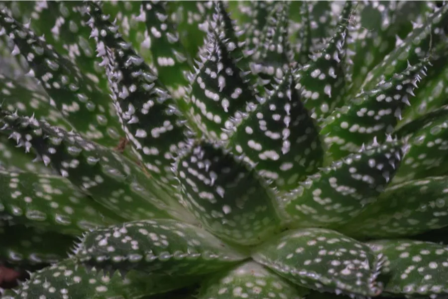 Haworthia - Umtopfen