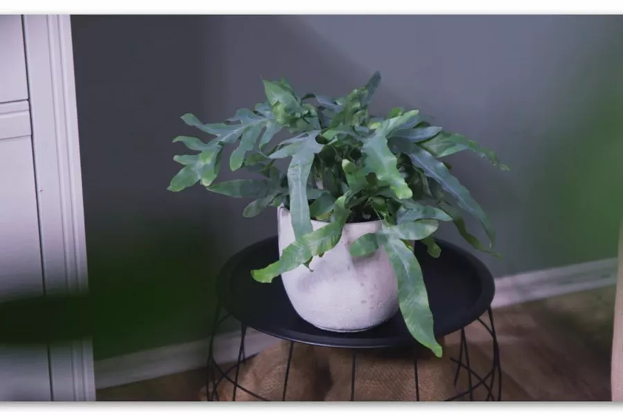 Zimmerpflanzenportrait - Blaufarn