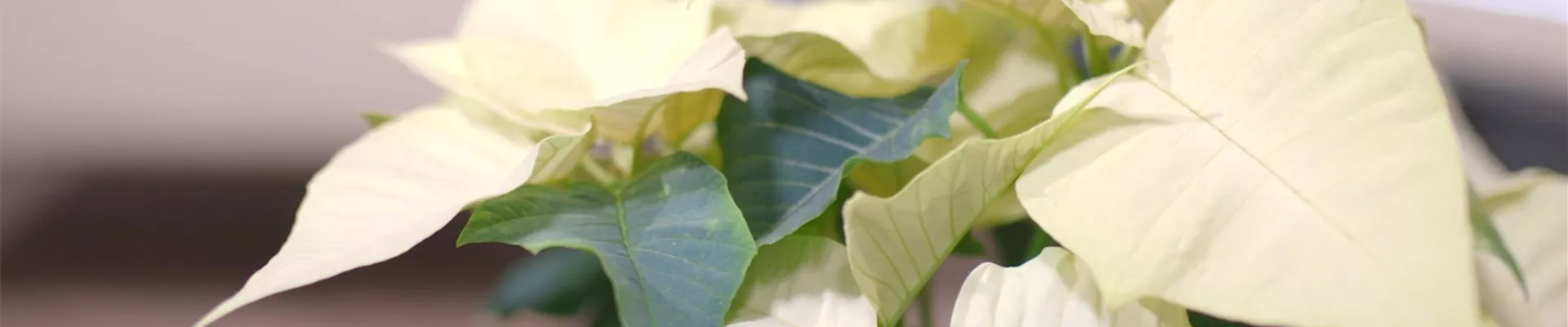 Ashampoo_Snap_Dienstag, 21. Juni 2022_11h37m51s_006_