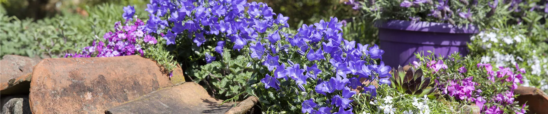 Campanula portenschlagiana Campanula portenschlagiana