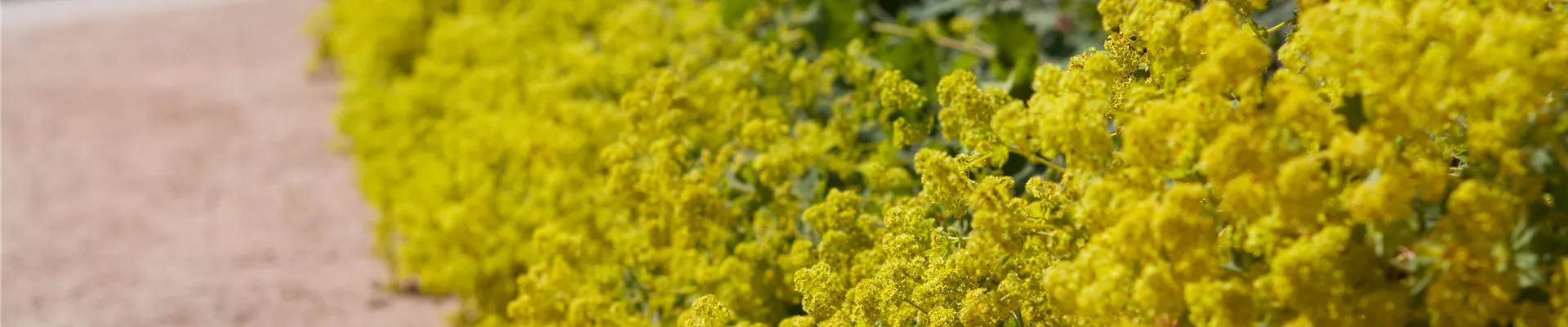 Alchemilla xanthochlora Alchemilla xanthochlora