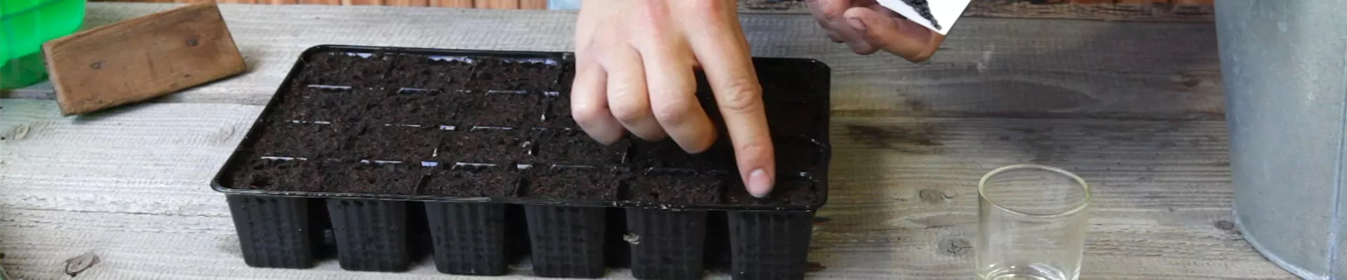 Sonnenblumen - Aussäen von Samen (thumbnail)