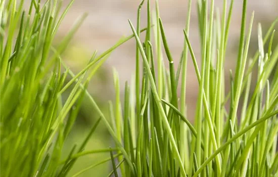 Kräuter schmücken jeden Garten Kräuter schmücken jeden Garten