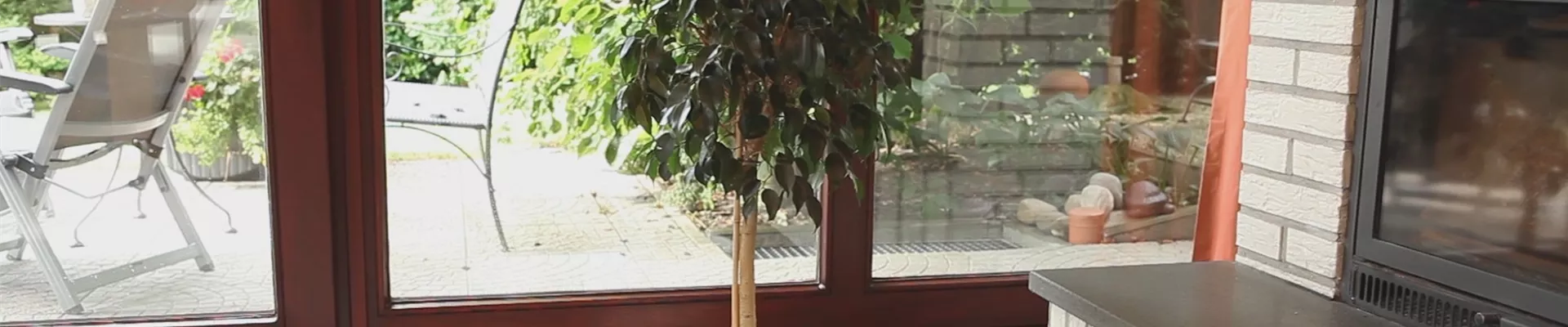 Birkenfeige - Einpflanzen in ein Gefäß (thumbnail)