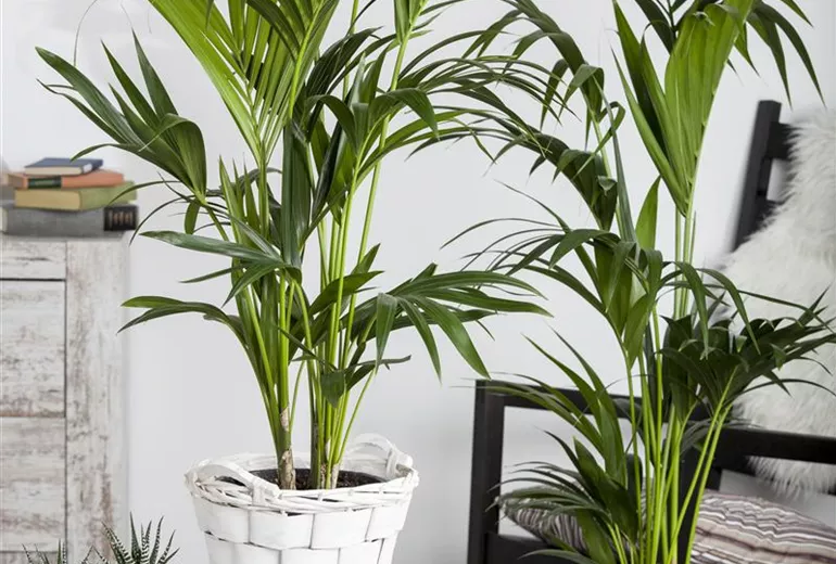 Howea forsteriana